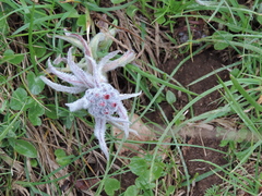 Cynoglossum magellense
