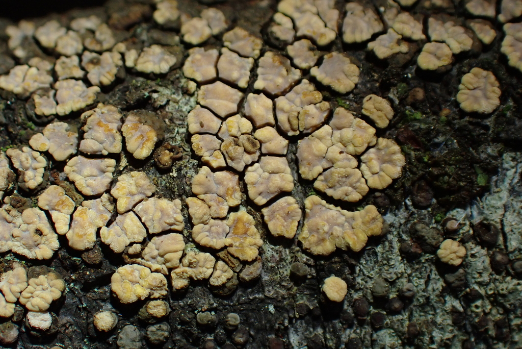 Aleurodiscus berggrenii · August 2025 · photo: © berardom (iNaturalist, cc-by)