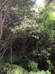 Elaeocarpus dentatus