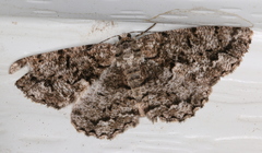 Hypomecis externaria