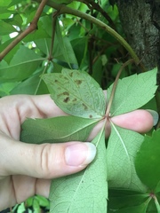 Phyllocnistis ampelopsiella
