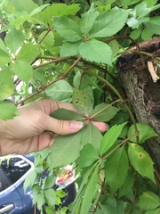 Phyllocnistis ampelopsiella