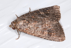 Hypoperigea tonsa