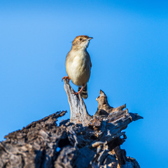 Cisticola chiniana