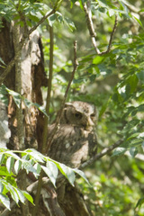 Megascops asio mccallii