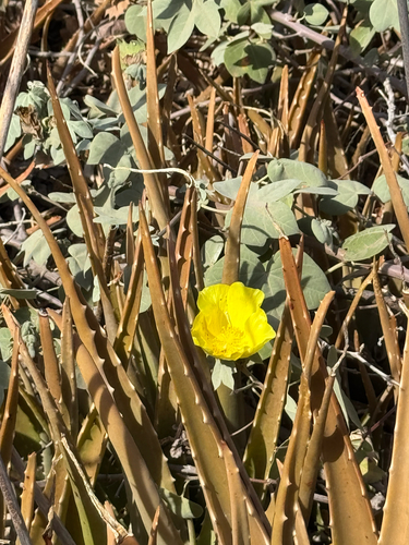 Gossypium tomentosum observed 2025-08-29
