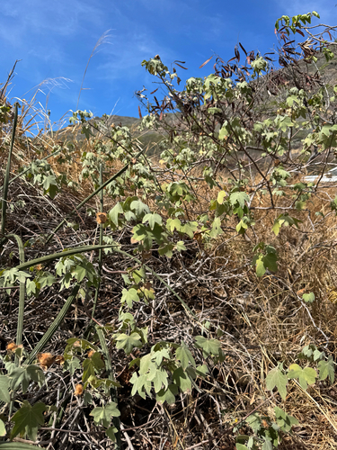 Gossypium tomentosum observed 2025-08-29