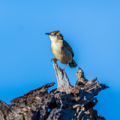 Cisticola chiniana