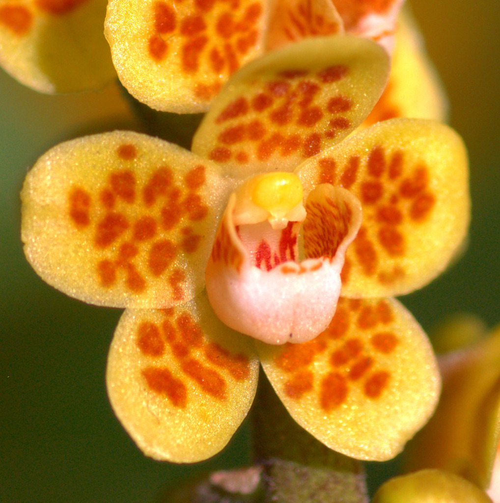 Chiloschista parishii (Chiloschista parishii)