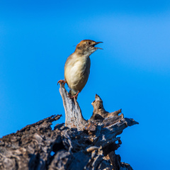 Cisticola chiniana
