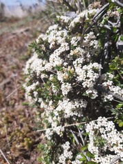 Pimelea oreophila lepta