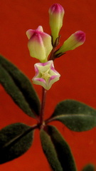 Spigelia genuflexa