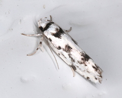 Lichenaula calligrapha