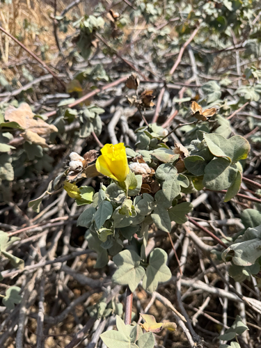 Gossypium tomentosum observed 2025-08-29