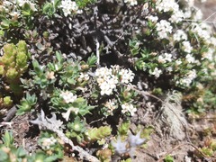 Pimelea oreophila lepta