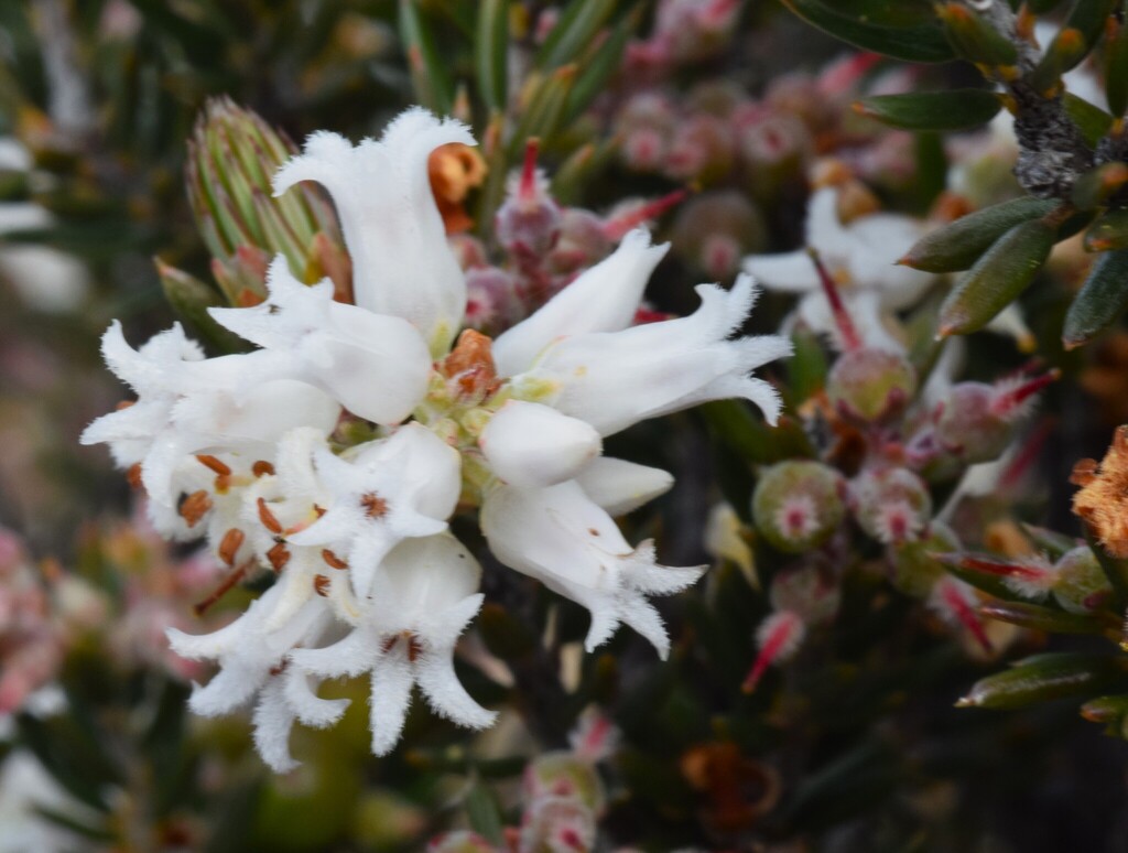 Lissanthe powelliae