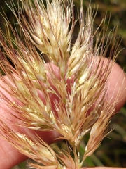 Pentameris curvifolia