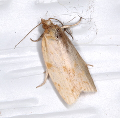 Clepsis therina