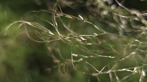 Austrostipa verticillata, photograph 4