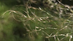 Austrostipa verticillata, photograph (c) Petra Holland, some rights reserved (CC BY)