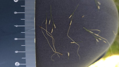Austrostipa verticillata, photograph 5