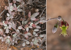 Cotyledon papillaris