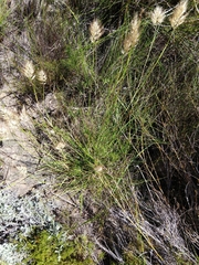 Pentameris curvifolia