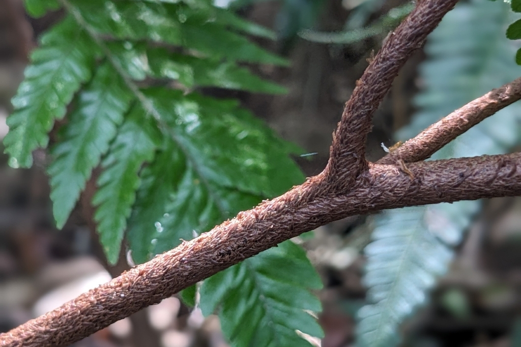 Ctenitis subglandulosa; photograph (c) 許文俊, some rights reserved (CC BY-SA)