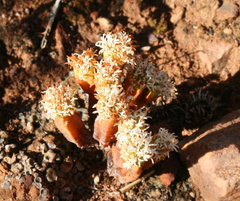 Crassula pyramidalis
