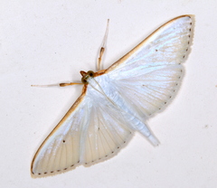 Palpita margaritacea