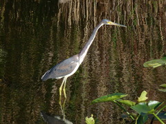 Egretta tricolor image