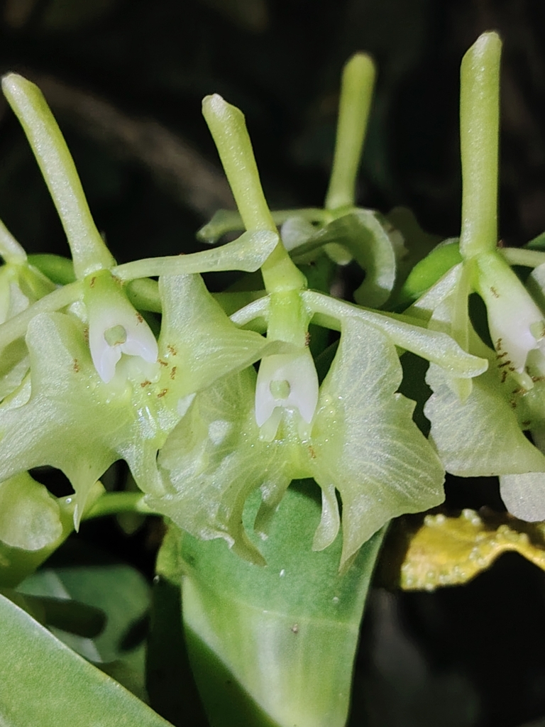 Epidendrum amparoanum Schltr. 3