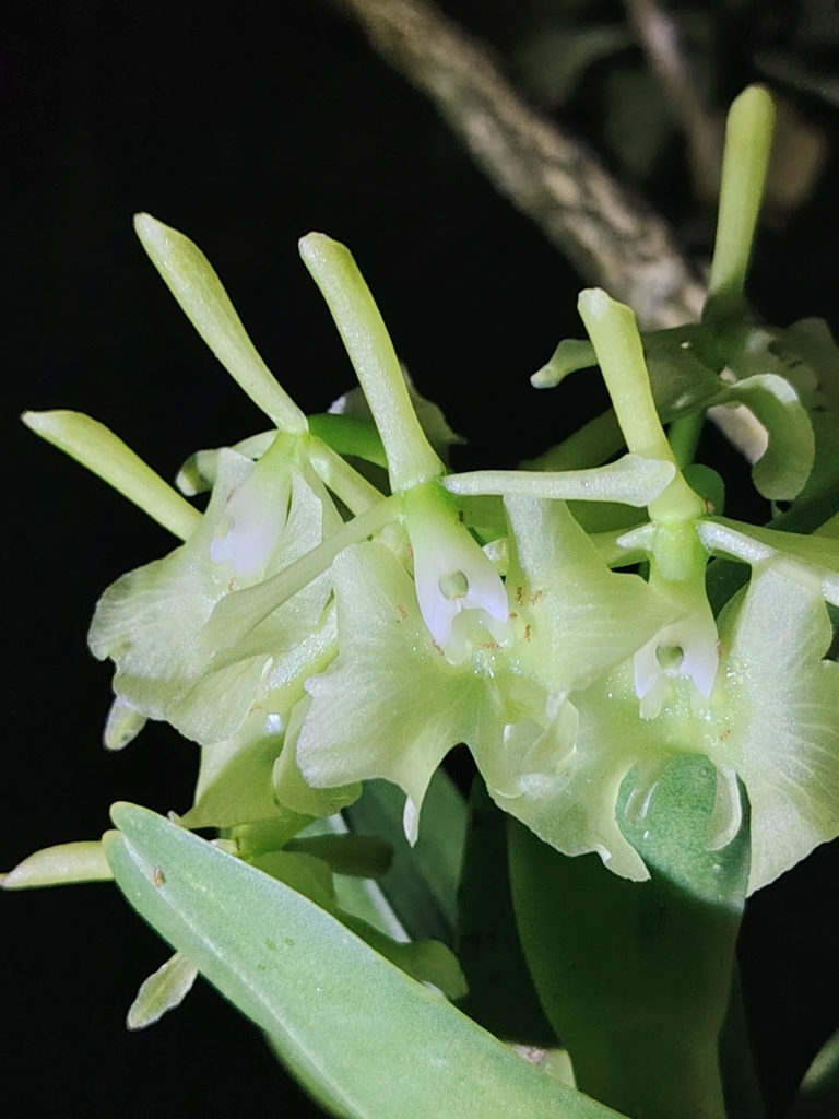 Epidendrum amparoanum Schltr. 4
