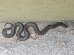Chinese Mountain Snake photo 2