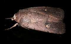 Proteuxoa tibiata