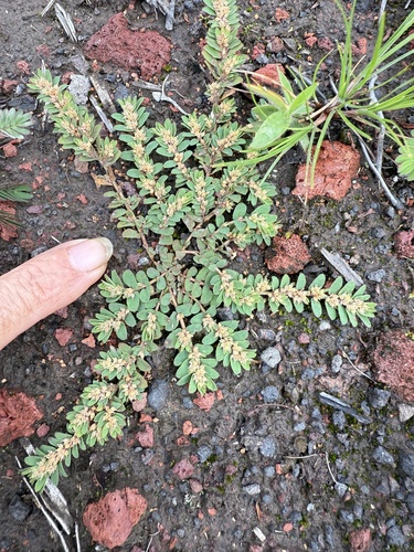 Euphorbia thymifolia observed 2025-08-28