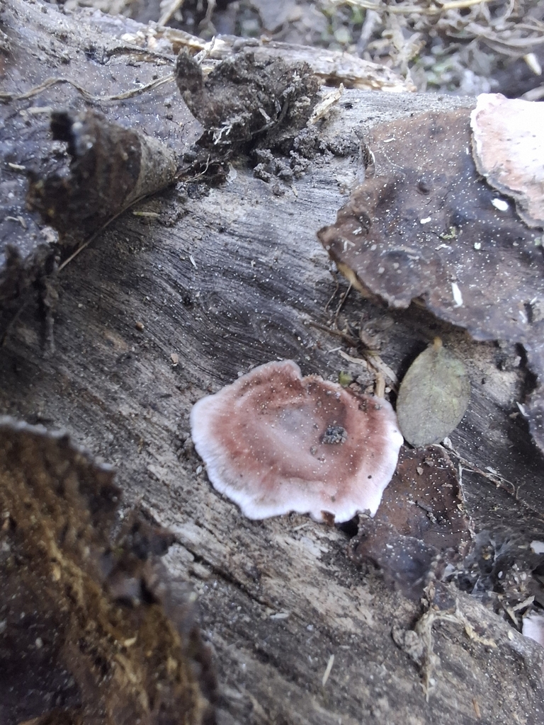 Stereum illudens · August 2025 · photo: © armillariabianca (iNaturalist, cc0)