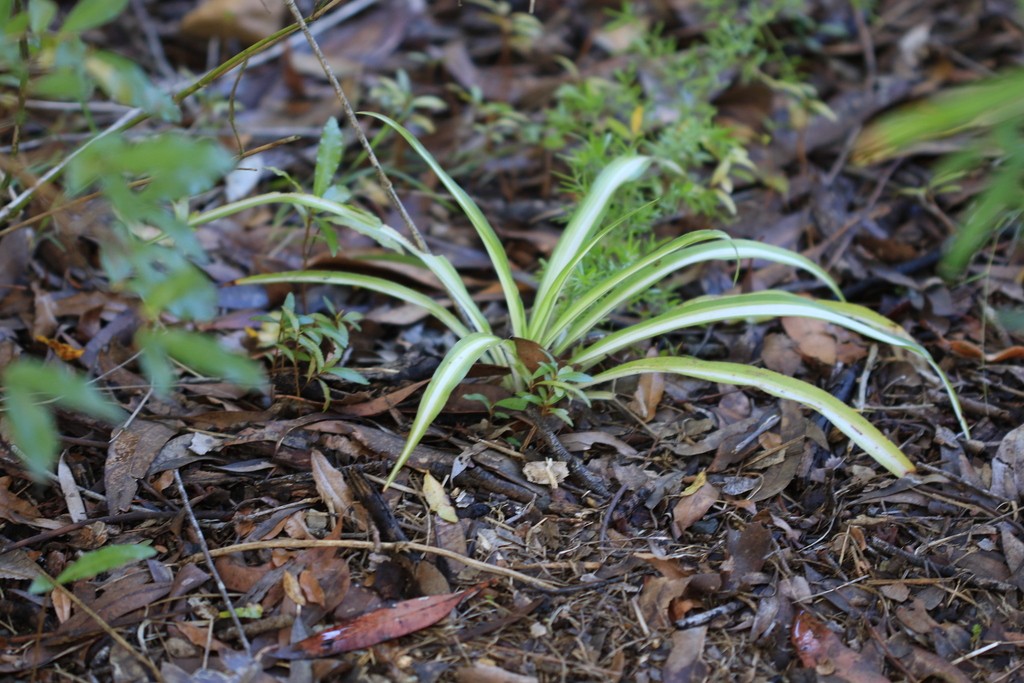 Plante araignée (Chlorophytum comosum (Thunb.) Jacques)