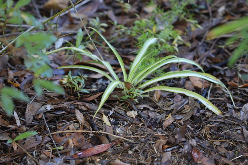 Kuokštinis chlorofitas nuotrauka