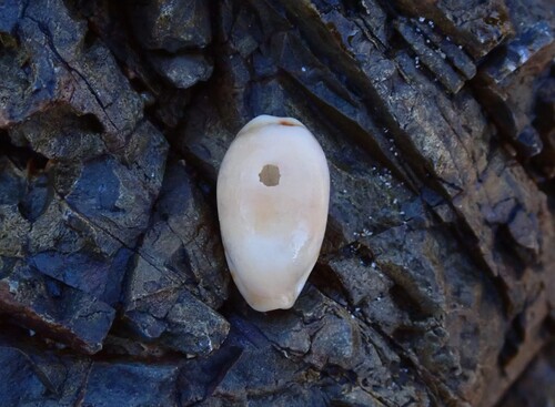 Cypraea hammondae observed 2025-08-29