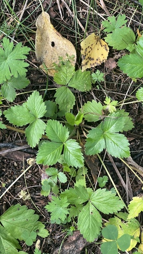 woodland strawberry