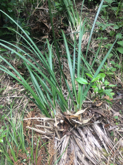 Carex virgata