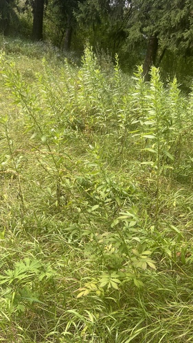 Hairy Agrimony