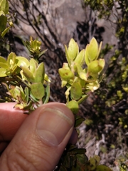 Diospyros glabra