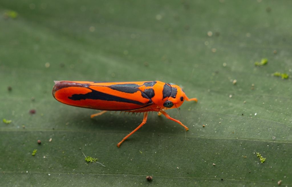 Soosiulus falcifer