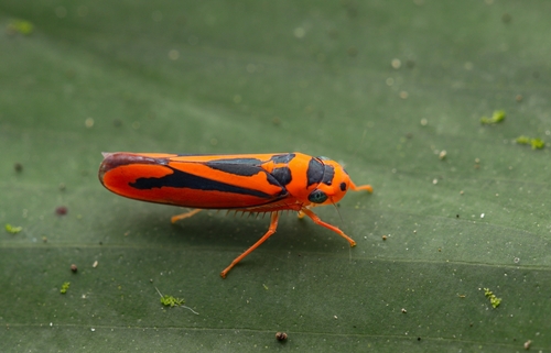 Soosiulus falcifer