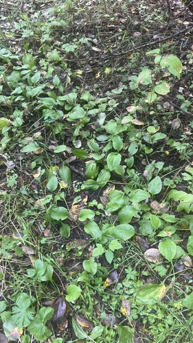 greater plantain