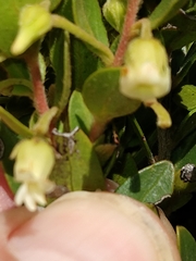 Diospyros glabra