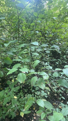 Tatarian dogwood