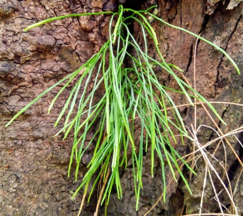 Psilotum nudum observed 2024-05-25